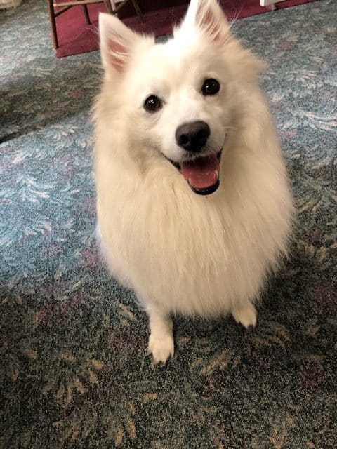 Augie