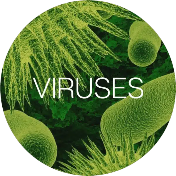 Humidifier removes viruses at Connecticut